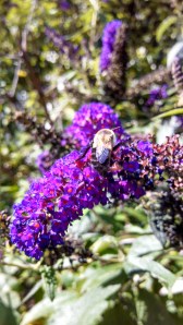 IMG_20130815_160126_560