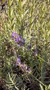 IMG_20130906_150742_725