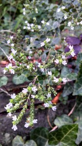 IMG_20130930_151221_410