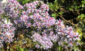 IMG_20131005_094026_827-1