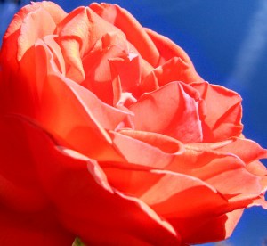 IMG_20131014_135038_013-1